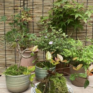 ハツユキカズラ,白丁花,苔玉,シダ植物,若葉の画像