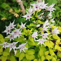 シモツケ ,スプリンググラジオラス,春咲きグラジオラス ピュアベール,庭の画像