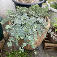 ミセバヤ,鉢植え,鉢増し,玄関アプローチの画像