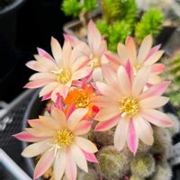 サボテン,レブチア　ヘリオーサ,レブチア アルビフローラ,多肉植物,観葉植物の画像