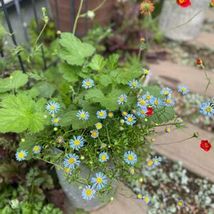 キングフィッシャー デージー,寄せ植え,雑貨,ガーデニング,マイガーデンの画像