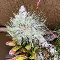 フックシー,ネオレゲリア,着生植物,コルク着生,ティランジア属の画像