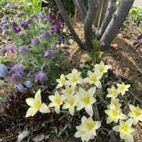 オキナグサ,原種チューリップ,原種　チューリップ　クルシアナ　クリサンサ,宿根草の庭,広い庭の画像