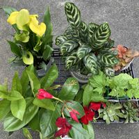カラー,ゴーヤ,ヒューケラ,カラテア,多肉植物の画像