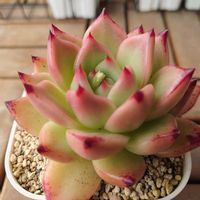 ベルフラワー,ベルフラワー,メデューサ,ピンクハニー,多肉植物の画像