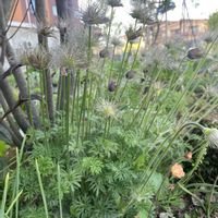 オキナグサ,ゲウム マイタイ,宿根草の庭,広い庭,庭の画像