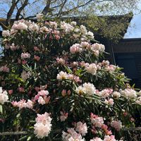 オオヤマレンゲ,クリンソウ,シャクナゲ,今日のお花,金剛山の画像