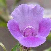 アサガオ,スカビオサ,トレニア,夏菫,トレニアの蕾の画像