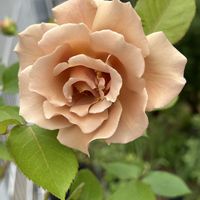 スイカズラ,ジュリア,カンガルーポー,ペラルゴニウム属,ばら バラ 薔薇の画像