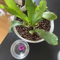アスプレニウム,イモカタバミ,多肉植物,観葉植物,植物のある暮らしの画像