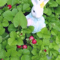 野いちご,ハーブのある暮らし,ねこと緑のある暮らし,草花大好き,優しい時間の画像