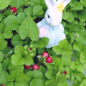 野いちご,ハーブのある暮らし,ねこと緑のある暮らし,草花大好き,優しい時間の画像