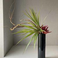 とうがらし,ドラセナ,石化エニシダ,いけばな,草月流の画像