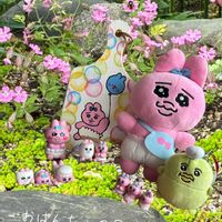 秋麗,薄化粧,不死鳥,ピーチブリデ,繋がりに感謝♡の画像