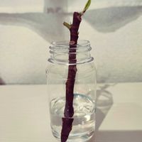フィカス・ティネケの画像