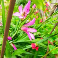グラジオラス,花壇,庭の画像