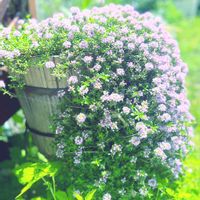 タイム,ハーブ,ガーデニング,ピンクの花,花のある暮らしの画像