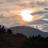 ケヤキ,キョウチクトウ,ニセアカシア,夾竹桃,ハリエンジュの画像