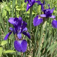 アヤメ,野草,植栽,在来種,アヤメ科アヤメ属の画像