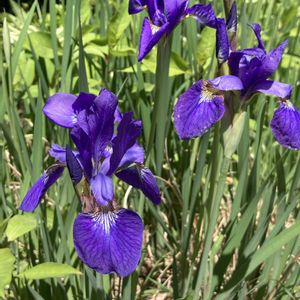 アヤメ,野草,植栽,在来種,アヤメ科アヤメ属の画像