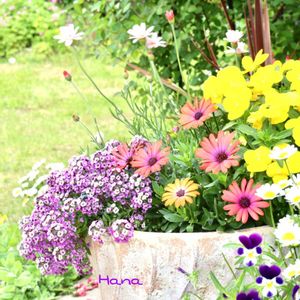 ソバ,寄せ植え,マイガーデン,庭の花,花のある暮らしの画像