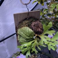 ビカクシダ,ビカクシダ リドレイ,ビカクシダ属,その他部屋の画像