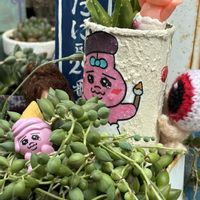 アロマティカス,パープルクランベリー,福だるま,紫陽花マジカル,自作 苔玉の画像