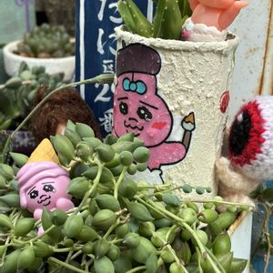 アロマティカス,パープルクランベリー,福だるま,紫陽花マジカル,自作 苔玉の画像