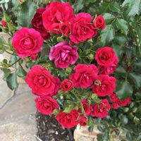 フラワーカーペットローズ　ミニチェリー,お花,ばら バラ 薔薇,おうち園芸,庭の画像