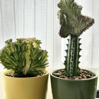 グリーンネックレス,マハラジャ,ピーチネックレス,ユーフォルビア マハラジャ,ユーフォルビア マハラジャの画像