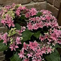 紫陽花　月虹,お花,花木,紫陽花 アジサイ あじさい,おうち園芸の画像