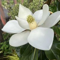 タイサンボク　ケイパレス,お花,花木,おうち園芸,庭の画像