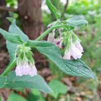 コンフリー,ムラサキ科,花のある暮らし,植中毒,花自慢の画像