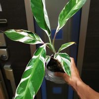 バナナ,バナナ,斑入りバナナ,ムサ フロリダーナ,ムサ フロリダーナ バエリガータの画像