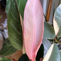 フィロデンドロン,フィロデンドロン　ピンクバーキン,観葉植物,新しい葉っぱ,フィロデンドロン属の画像