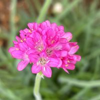 アルメリア,花のある暮らし,プチプラ,かわゆい,ピンク♡の画像