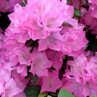 シャクナゲ,石楠花（シャクナゲ）,綺麗な色♡,花のある暮らし,きれいな色の画像