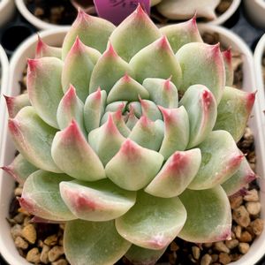 バイジ,エケベリア 白吉,多肉植物,エケベリア属,多肉中毒の画像