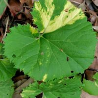 ツワブキ,ムサシアブミ,斑入りフキ,アキタブキ,筑波実験植物園の画像