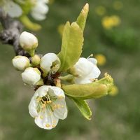 スモモ,白い花,癒し,ホワイト,はるが来た！の画像