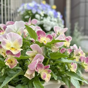 ビオラ,のんのんスミレ,お花に癒されて,ハンギング,玄関前のお花の画像