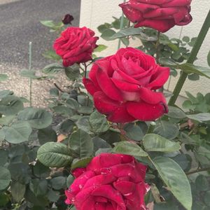 バラ 鉢植え,マーガレット☆,ご近所さんの画像