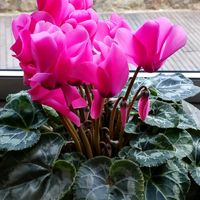 シクラメン,ガーデニング,花のある暮らし,無農薬❤家庭菜園,家庭果樹の画像