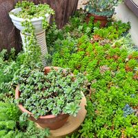 ピンクルビー,多肉植物,庭のお花,おうち園芸,にじの玉の画像