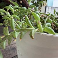 グリーンネックレス,ニゲラ,虹の玉,ドルフィンネックレス,多肉植物の画像
