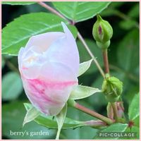 トケイソウ,ブラックベリー,グリーンアイス,花のある暮らし,小さな幸せ♡の画像
