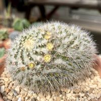 サボテン,白蛇丸,鉢植え,開花,お花の画像