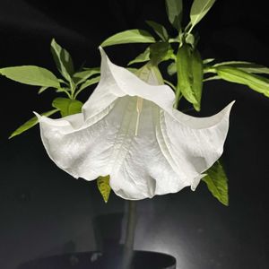 ツキミソウ,キダチチョウセンアサガオ,温室,京都府立植物園,昼夜逆転室の画像