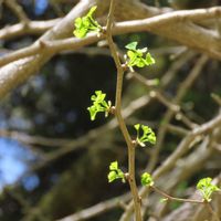 イチョウ,イチョウ,山桜,山桜,里山大好き協会の画像