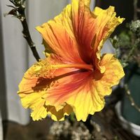 ハイビスカス,ハイビスカス,鉢植え,ネコ好き,ピンクの花の画像